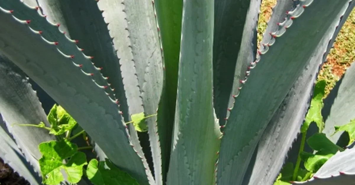 Gros plan sur une plante d’agave aux longues feuilles vertes et nervurées