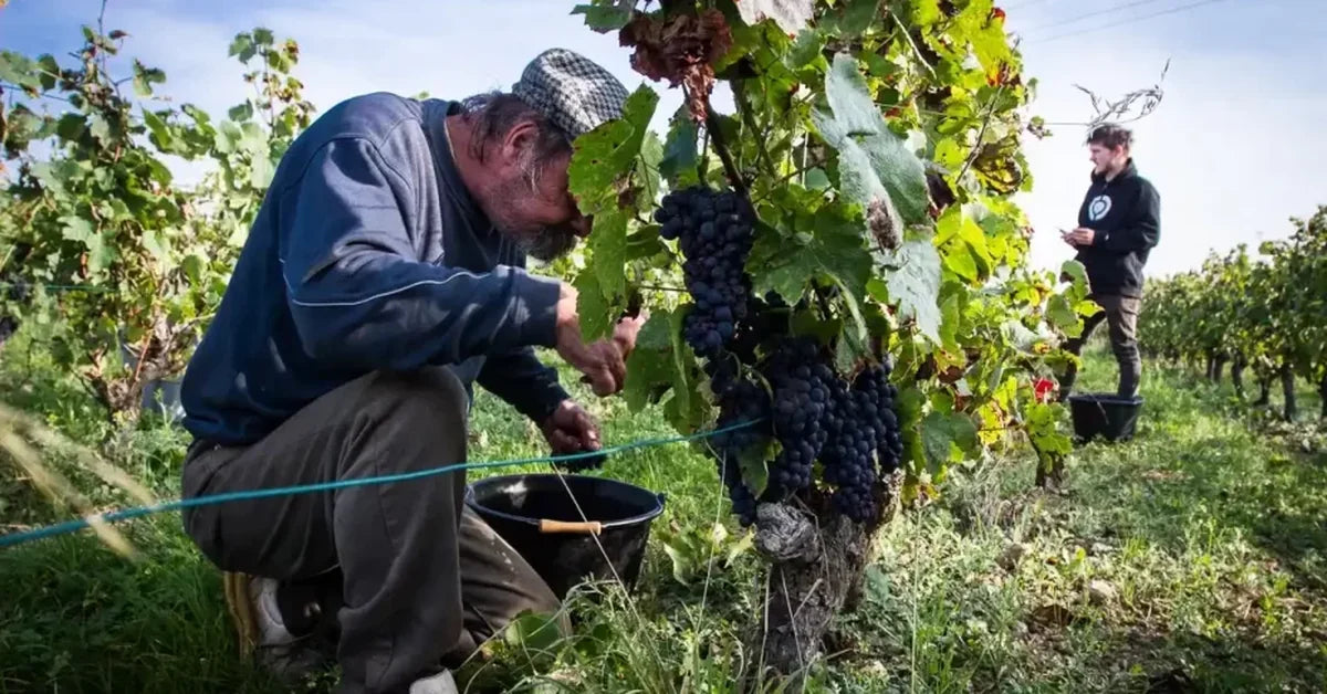 Sans intrants, sans artifices, les vins de Loire selon Puzelat