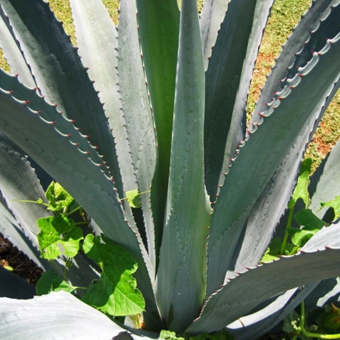 Et si le Gard produisait une tequila à la française ?